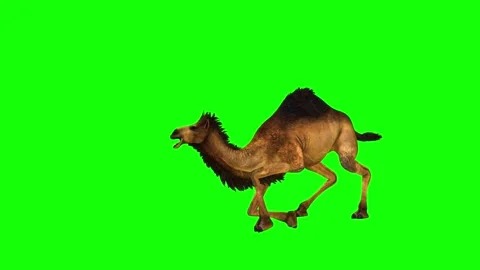 Animal. Camel ,4K Time 58 seconds Stock Footage 293619446