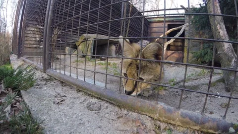 Animal in the captivity in interaction with the visitor of zoo (serval cat) Video stock 88353607