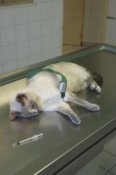  Animal castration Female cat as sleep before ovariohysterectomy. La Crau ... Stock Photos