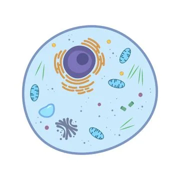 Animal cell anatomy structure isolated on white background. Stock Illustration