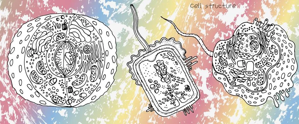 Animal Cell, Bacterial Cell and Plant Cell structure, cross section detailed Stock Illustration
