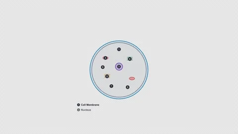 Animal Cell Clean No Text Biology Diagram Animation Alpha 4K Light Stockbeeldmateriaal 339528155
