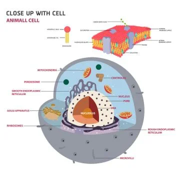 Animal cell cross section structure of a Eukaryotic cell Vector diagram Stock Illustration