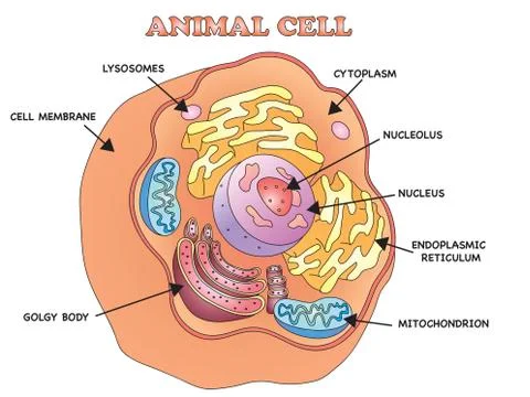 Animal cell Stock Illustration