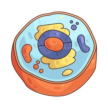 Animal cell illustration Stock Illustration