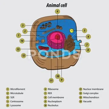 Animal Cells versus Plant Cells | Biology for Non-Majors I