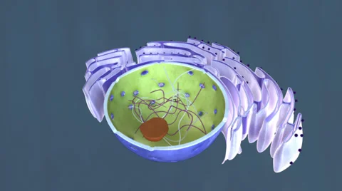ANIMAL CELL NUCLEUS Stock Footage 43053818
