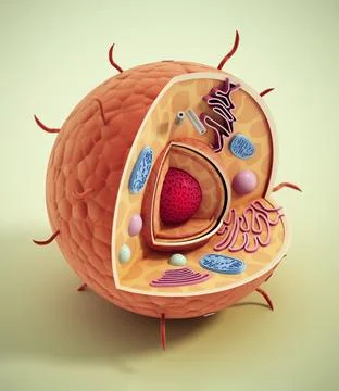 Animal cell structure isolated on green background. 3D illustration Stock Illustration