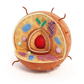 Animal cell structure isolated on white background. 3D illustration Stock Illustration