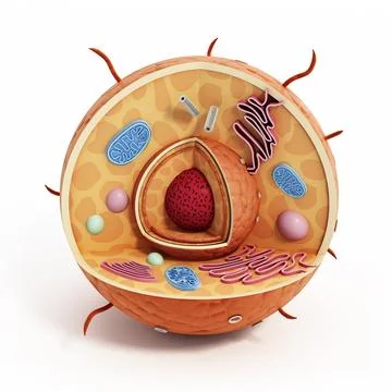 Animal cell structure isolated on white background. 3D illustration Stock Illustration
