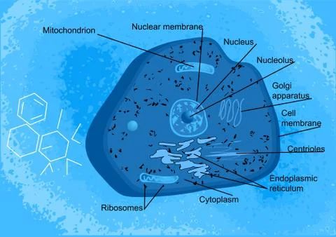 Animal cells Illustrazione stock