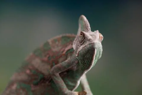 Animal, Chameleon lizard Free Stock Photos
