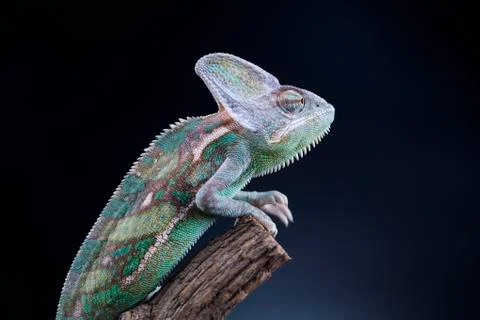 Animal, Chameleon lizard Free Stock Photos
