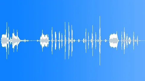 Chicken Cackle Bird Sound Effects ~ Sounds | Pond5