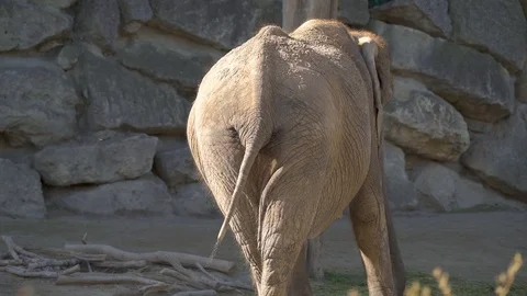Animal Cinemagraphs – 4K back view elephant tail moving Stock Footage 80300702