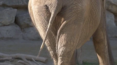 Animal Cinemagraphs - back view elephant tail moving Stock Footage 80325748