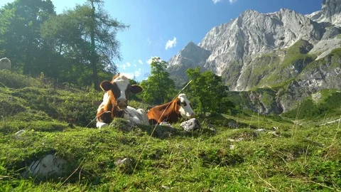 Animal Cinemagraphs - cows relaxing in alpine terrain 4K Stock Footage