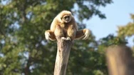 Animal Cinemagraphs - Shaking Gibbon Ape Stock Footage