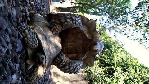 Animal close-up, turtle mating vertical video Stock Footage 309324954