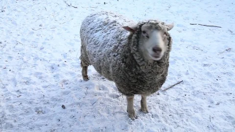 Animal cold. Sheep in the snow Stock Footage 71989232