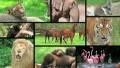 Animal Composite HD Footage