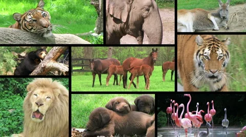 Animal Composite 動画素材 1086193