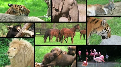 Animal Composite 動画素材 8621154