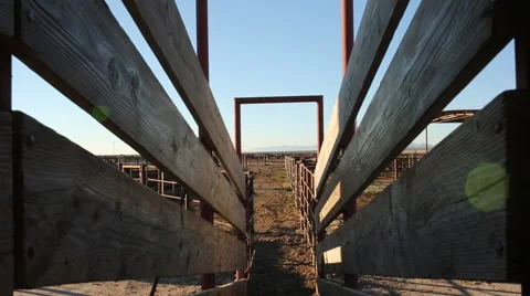Animal Corral Видео 52330471