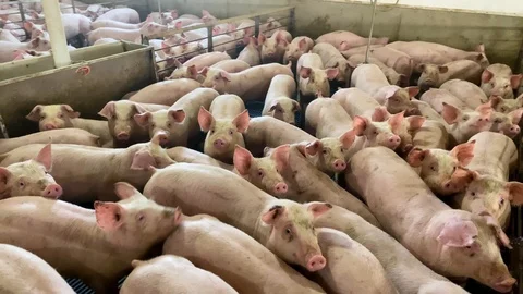 Animal cruelty, pigs packed into crowded pens, cages at industrial factory Stock Footage
