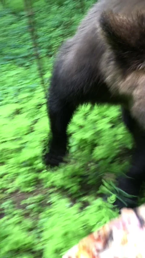 Animal cub Brown Bear Funny Stock Video Pond5