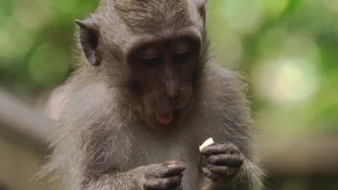 Animal cute Stockbeeldmateriaal 243625248