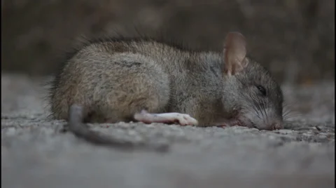Animal, dead rat Stock Footage 32868942