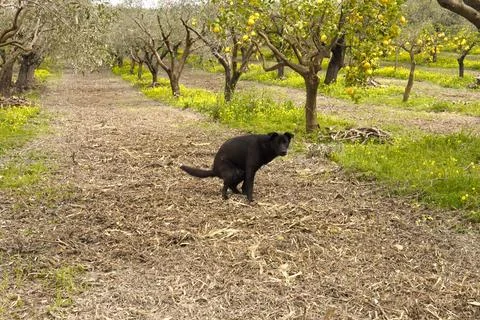 An animal defecating. 스톡 사진