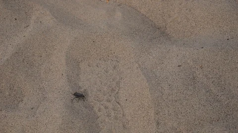 Animal in desert Stock Footage 101023658