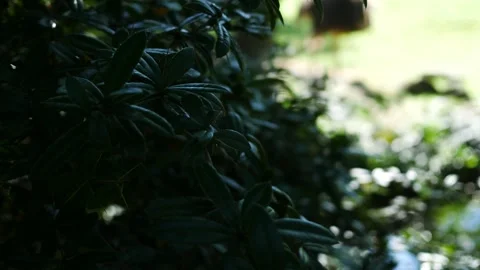 Animal Documentary Filler Shot - Blurry Ostritch Walks in Prairie Stockbeeldmateriaal 344012425