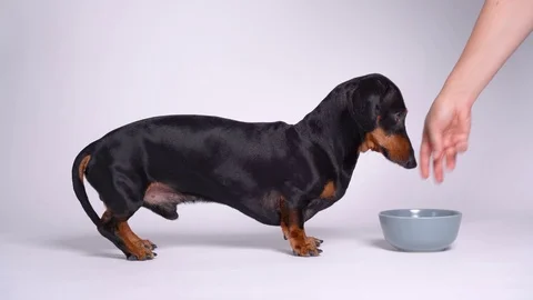 Premium AI Image  Cute Dachshund Dog standing next to the food bowl at  home kitchen