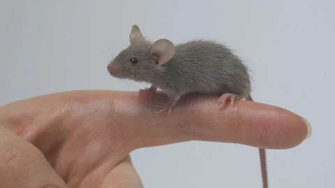 Animal domestic gray mouse close-up Stock Footage
