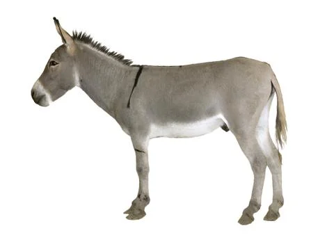 Animal donkey on a white background. Stock-Illustration
