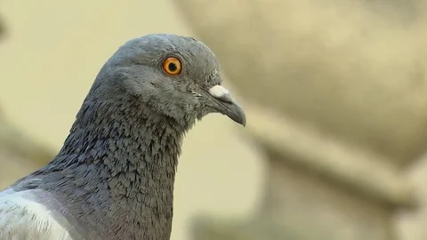 Animal Dove Stock Footage 79148318
