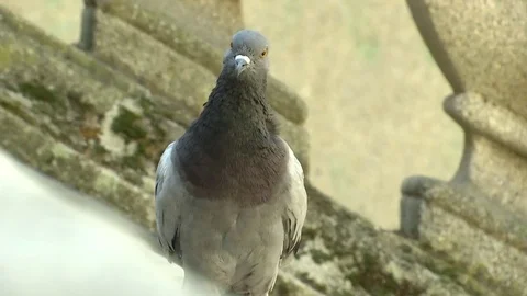 Animal Dove Stock Footage 79148540