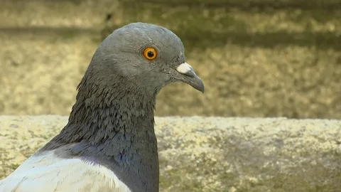 Animal Dove Stock Footage 79148637