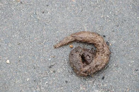 Animal droppings found on the pavement highlight various important aspects of Stock Photos