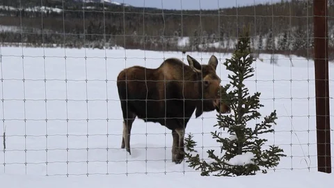 Animal eating Stock Footage 127057477