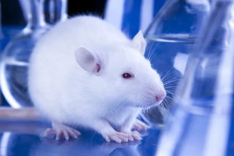 Animal experiments Stock Photos