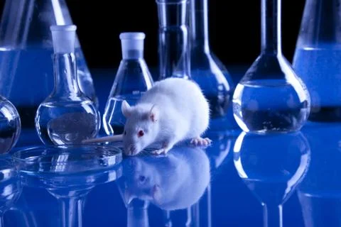 Animal experiments Stock Photos