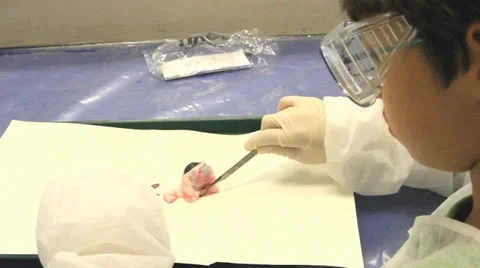 Animal experiments in science lesson Stock Footage 25456692