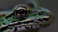  Animal Eye Close Up. Beautiful Eye Of A Frog Macro View. Green, Yellow, And Bla Stock Footage