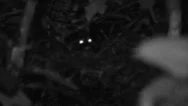 Animal Eyeshine At Night Darkness In Jungle Stock Footage