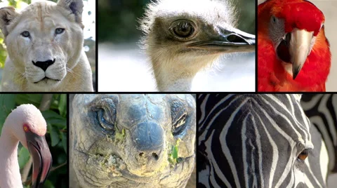 Animal faces, montage Stock Footage 33714322