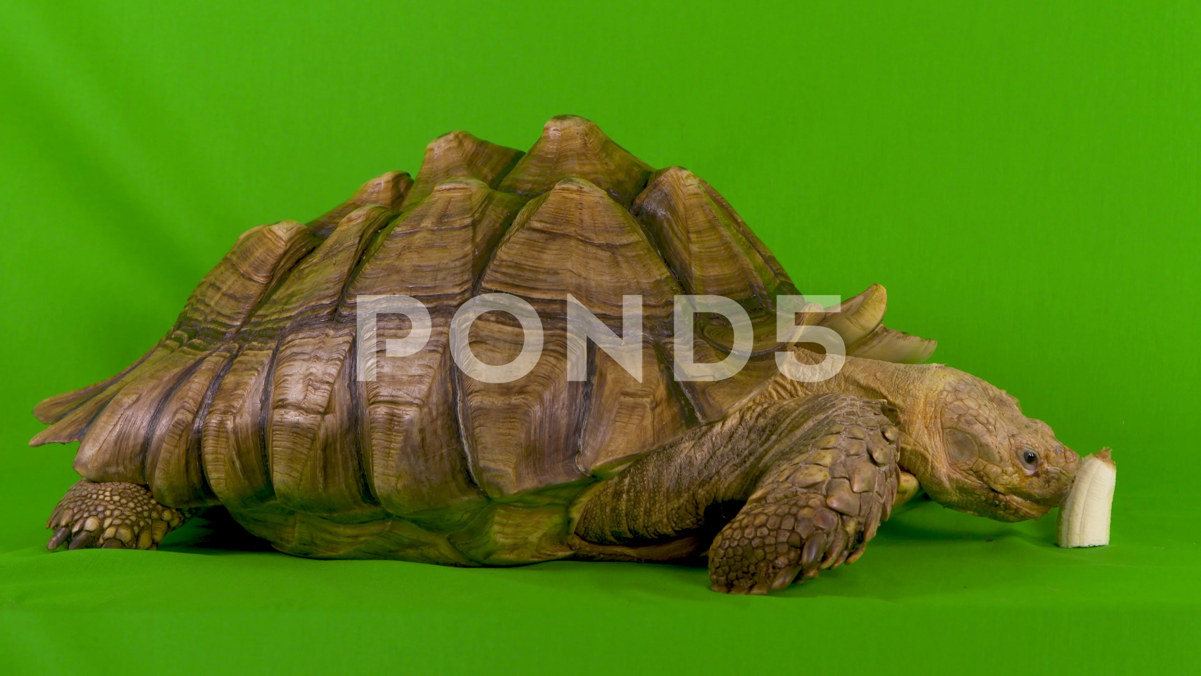 Animal fail, funny tortoise tries to eat... | Stock Video | Pond5